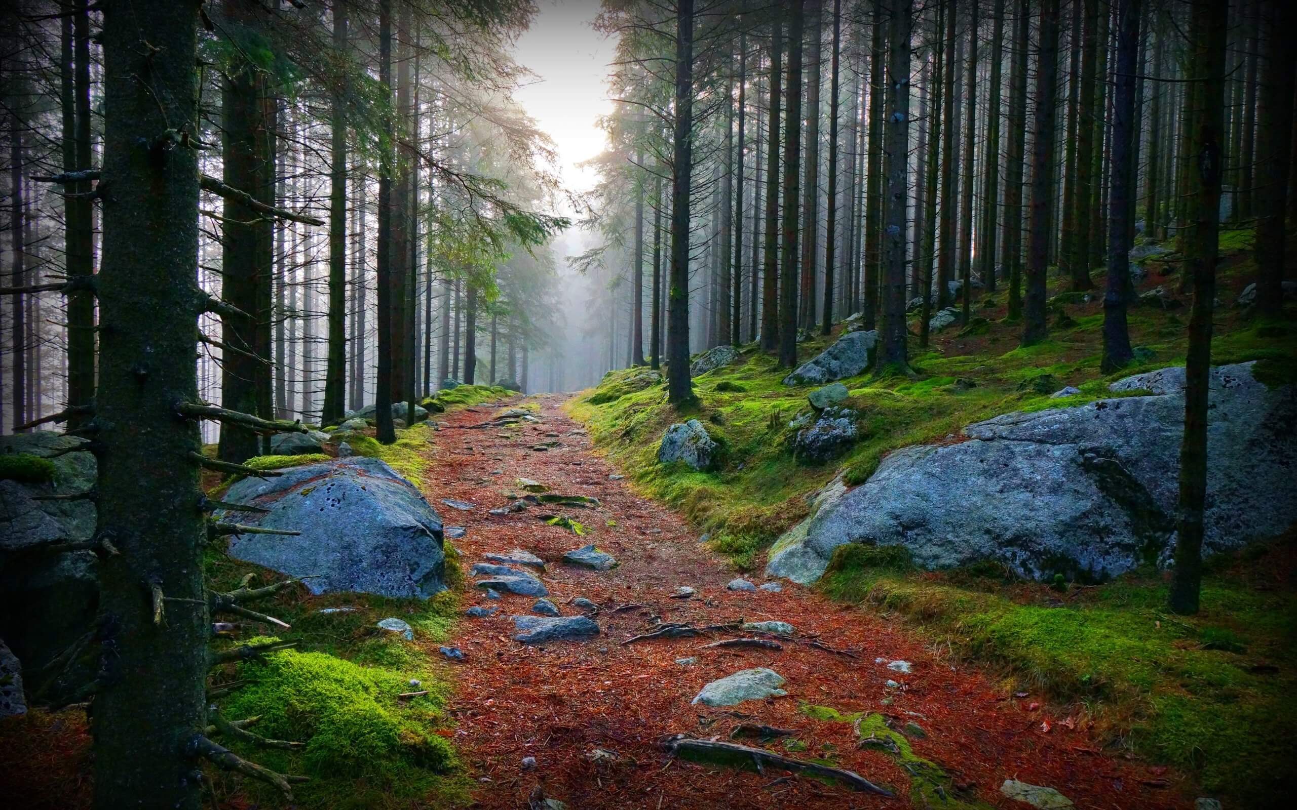 Forest Pathway